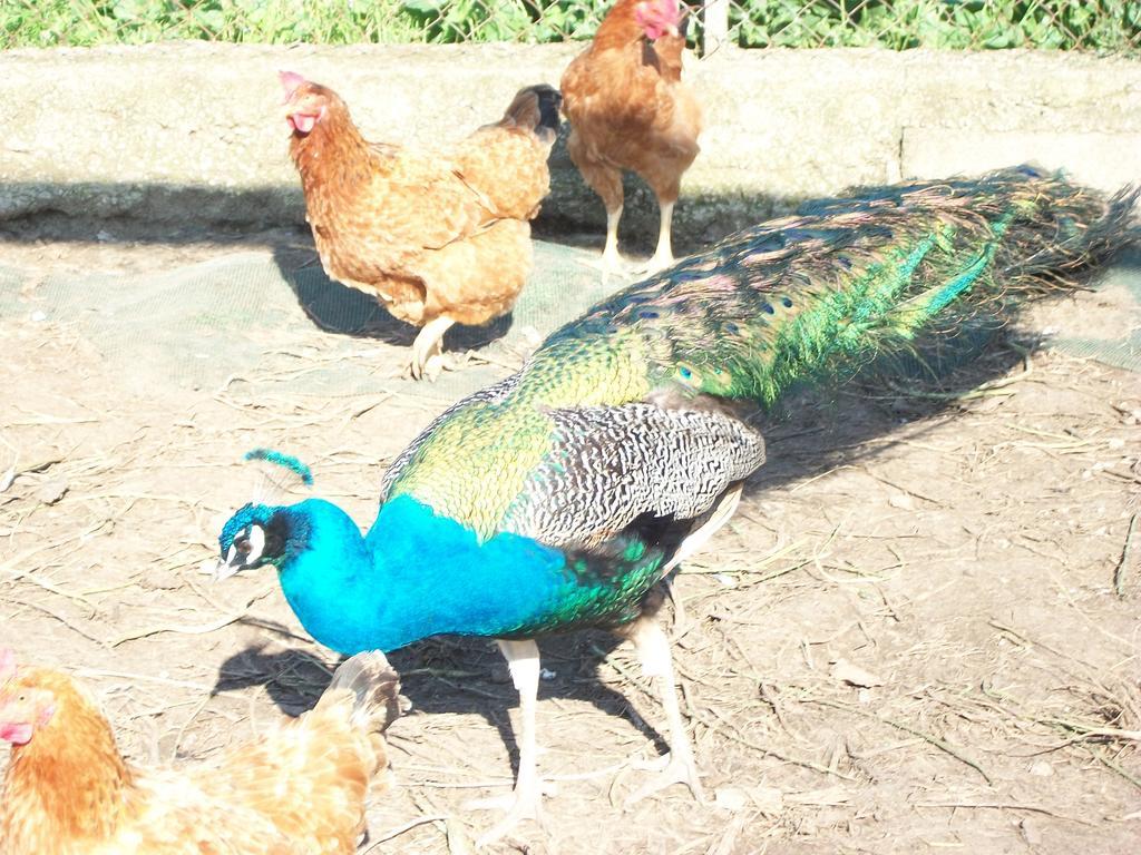 Hermada Agriturismo Primerio מראה חיצוני תמונה