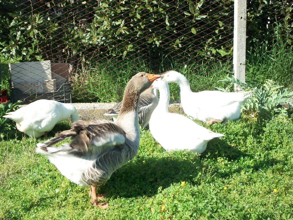 Hermada Agriturismo Primerio מראה חיצוני תמונה